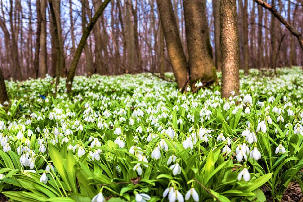 Kholodny Yar National Nature Park