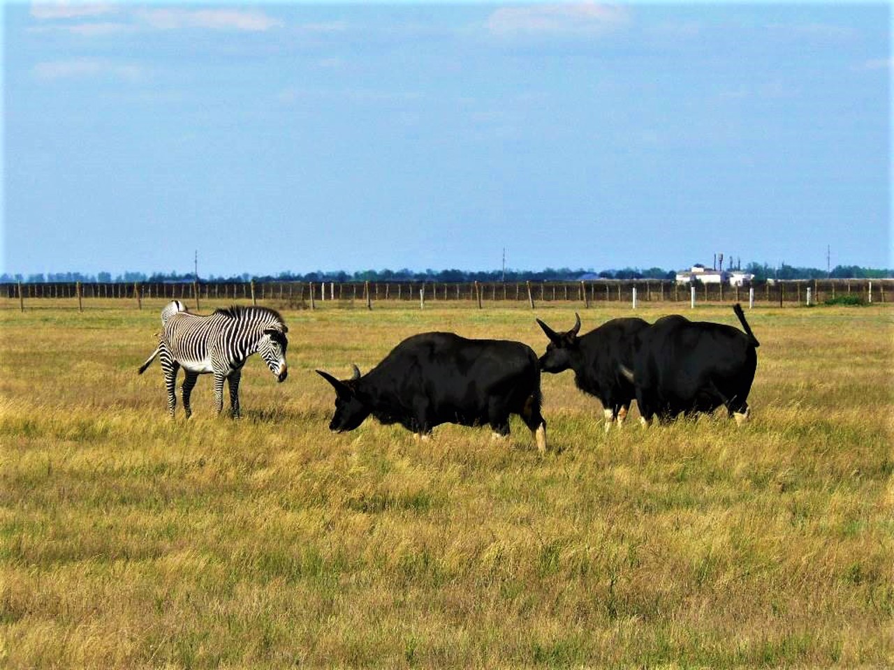 Askania-Nova Biosphere Reserve