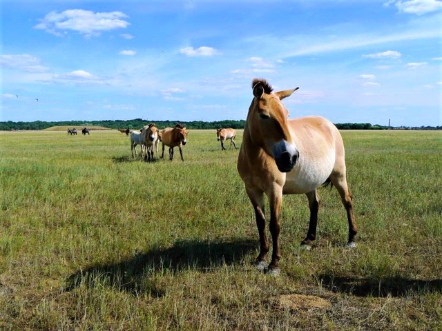 Askania-Nova Biosphere Reserve