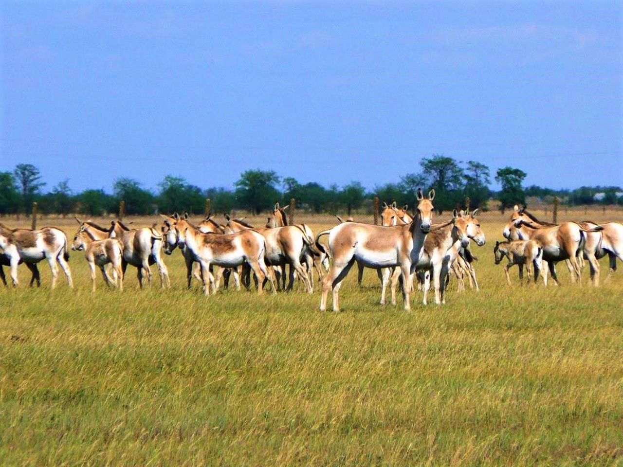 Askania-Nova Biosphere Reserve