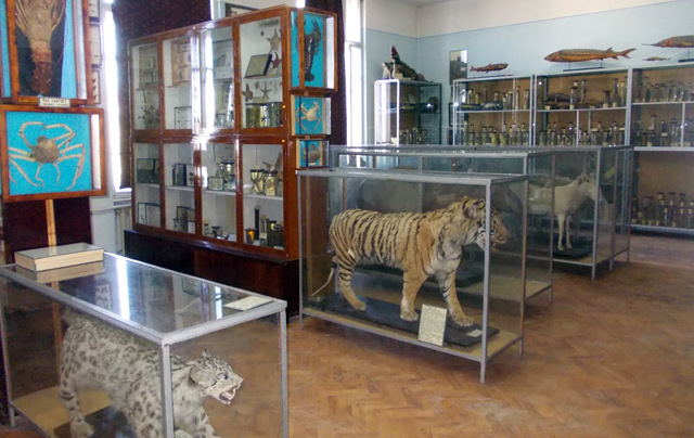 Зоологічний музей, Ужгород
