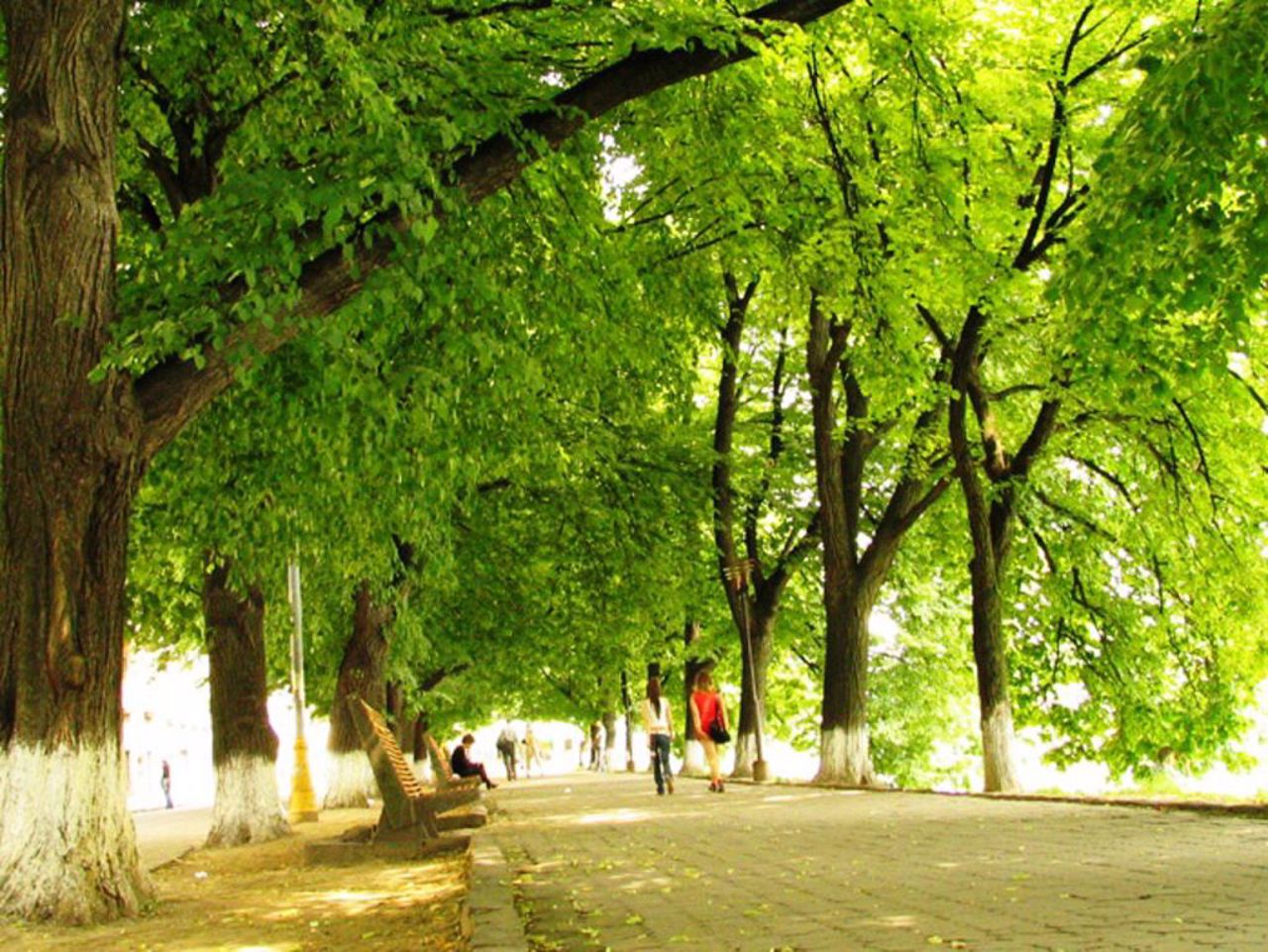 Linden Alley, Uzhhorod