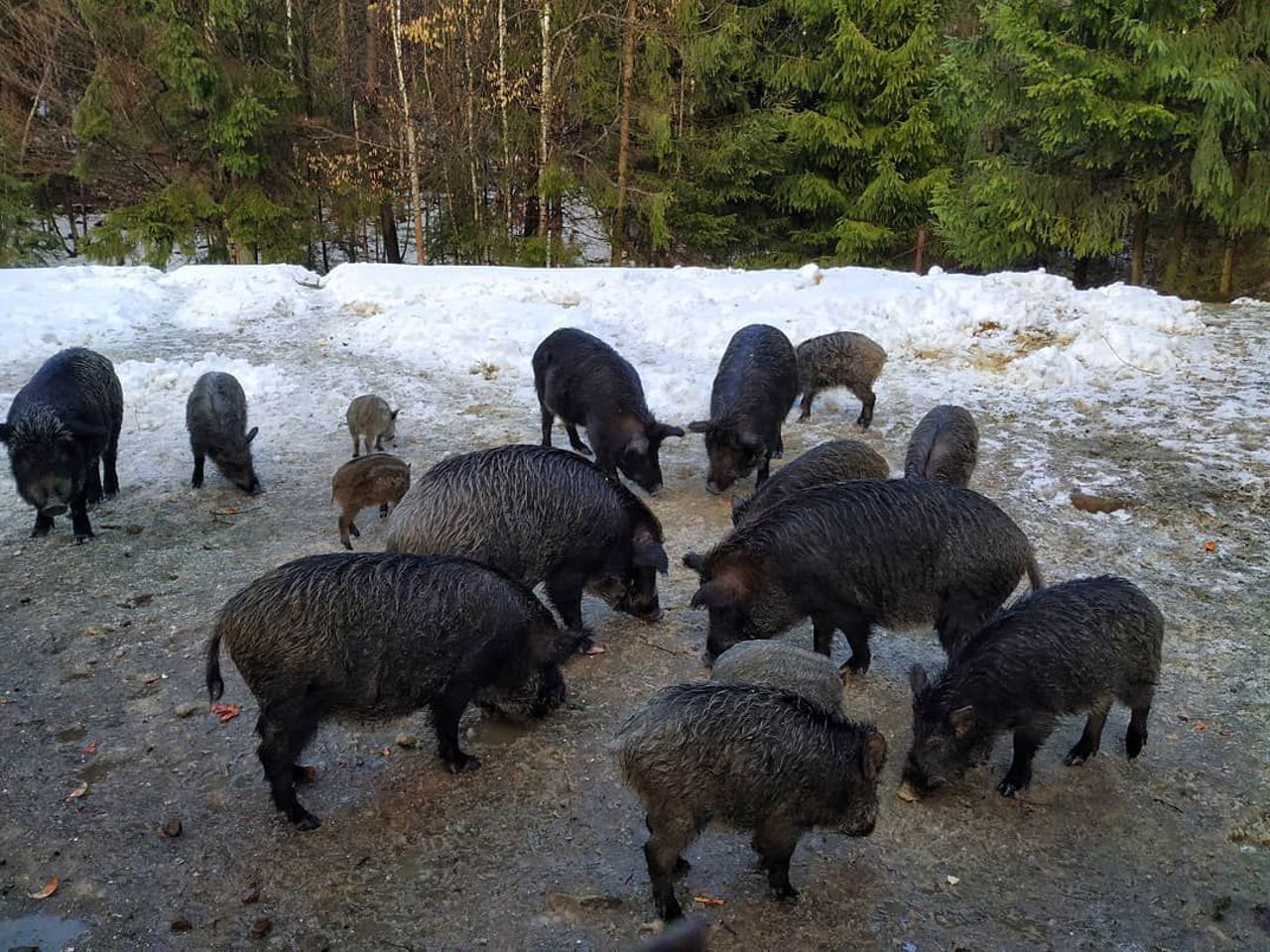 Mini-zoo (Aviary farm), Yaremche