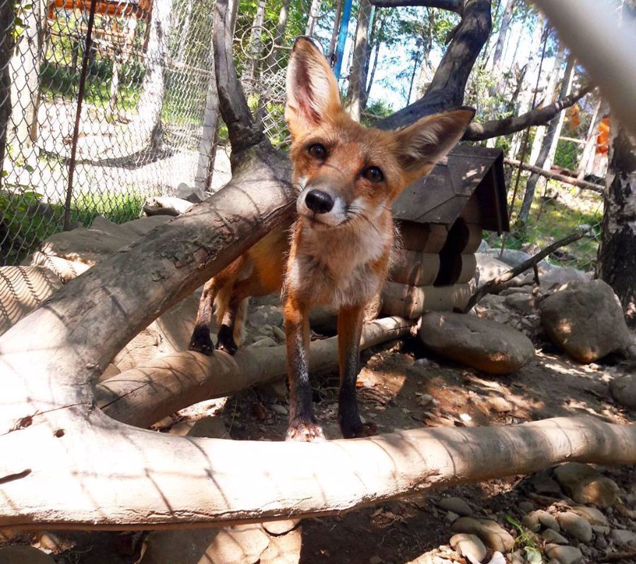 Mini-zoo (Aviary farm), Yaremche