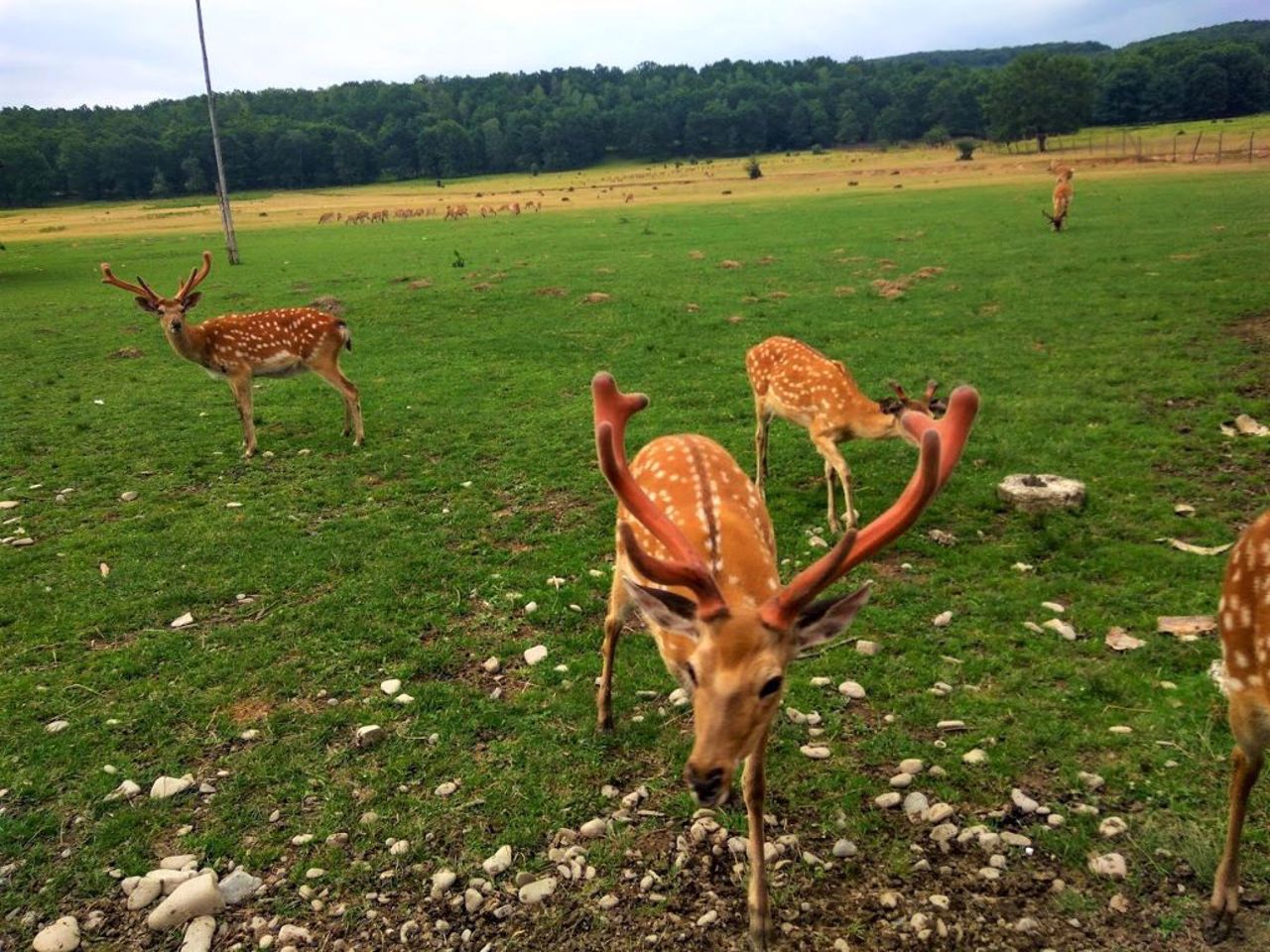 Deer Farm, Lypcha