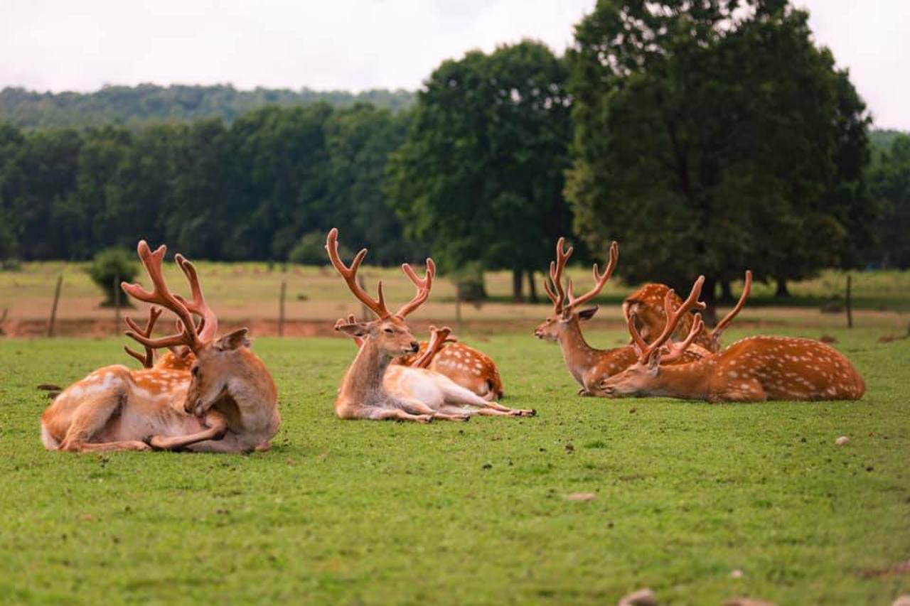 Deer Farm, Lypcha