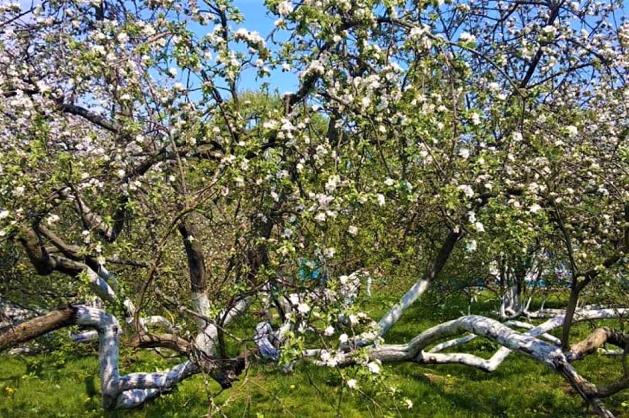 Apple Tree Colony, Krolevets