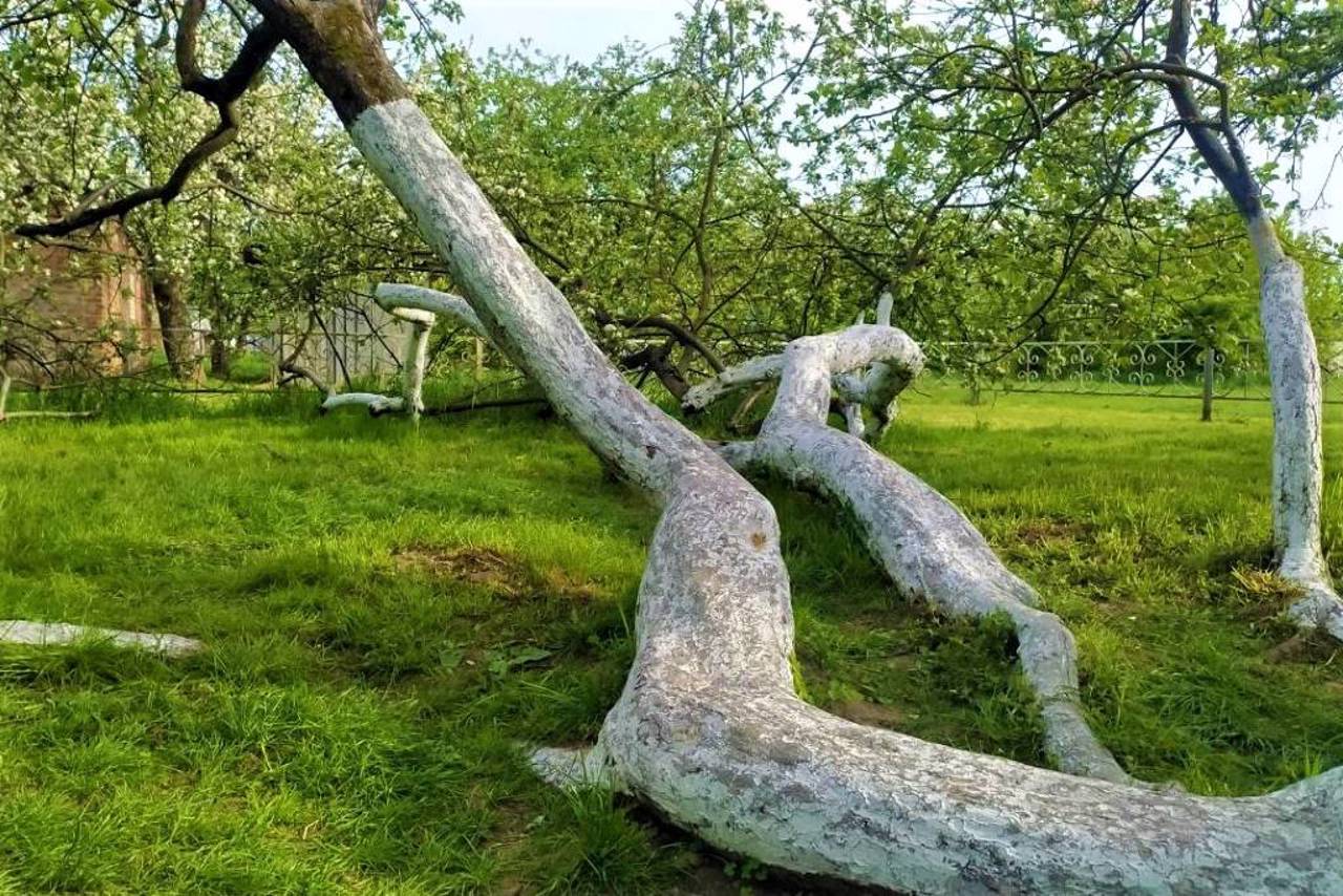 Apple Tree Colony, Krolevets