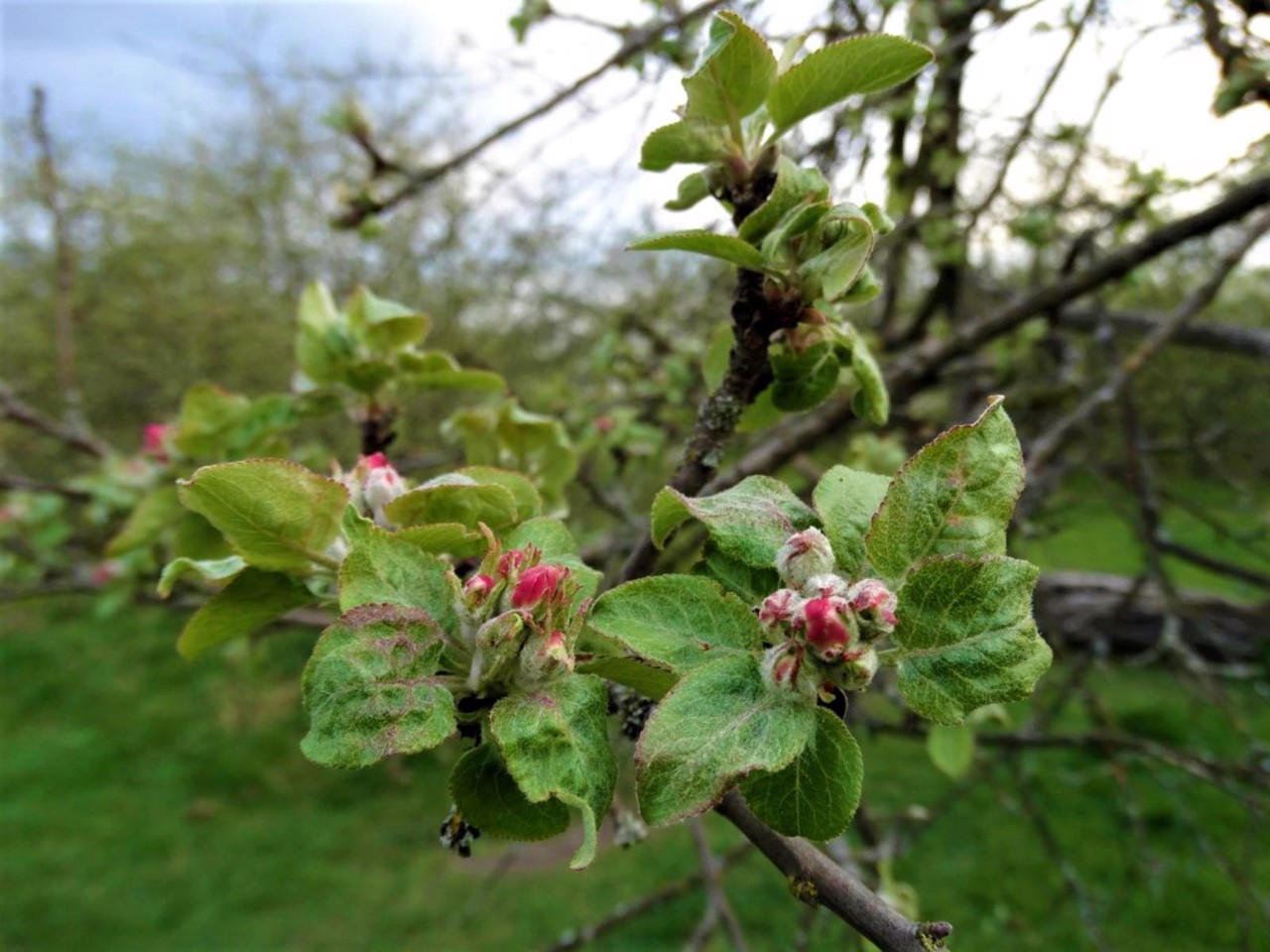 Apple Tree Colony, Krolevets