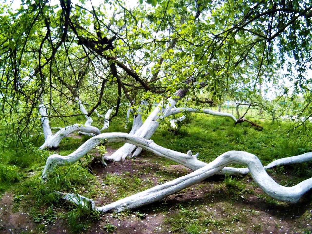 Apple Tree Colony, Krolevets