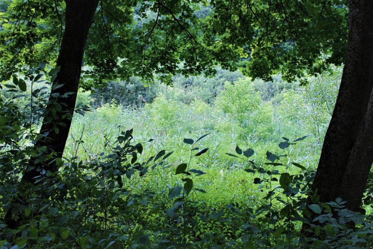 Сулимівський парк, Сулимівка