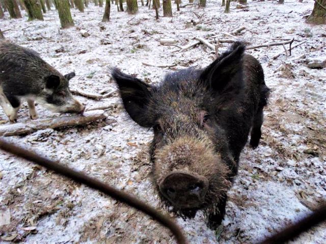 Wild Boar Nursery, Liutarka