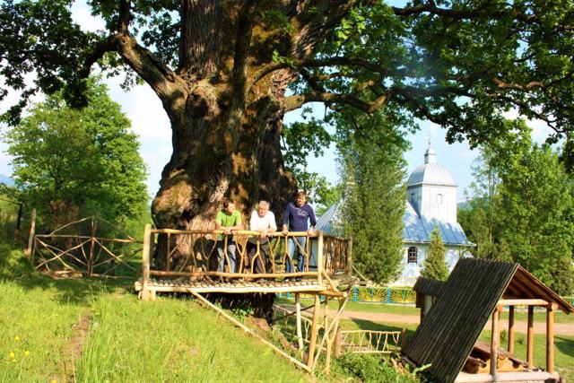 Grandfather-Oak, Stuzhytsia