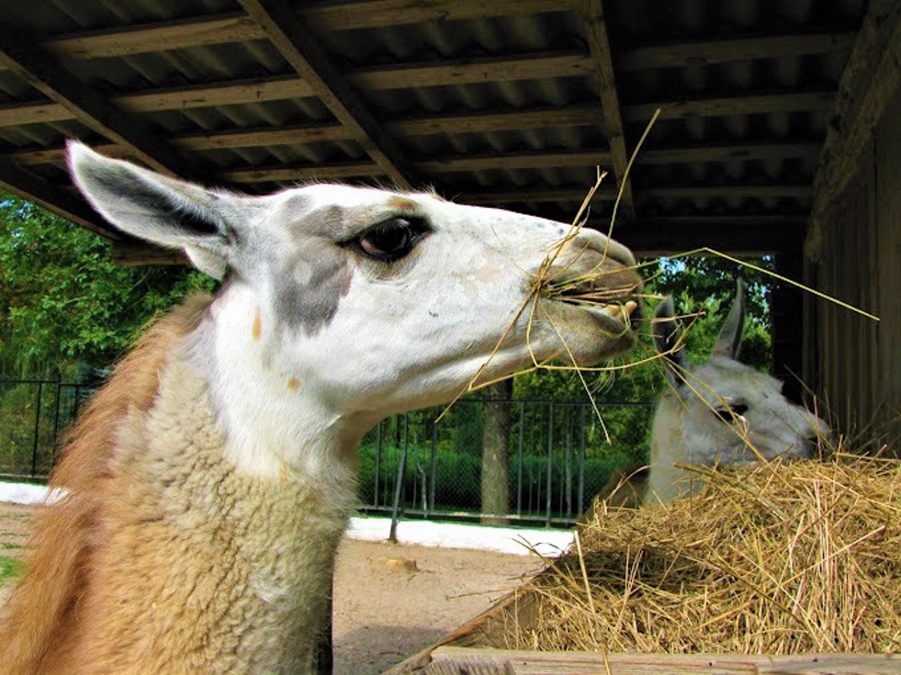 Dokuchaievsk Zoo