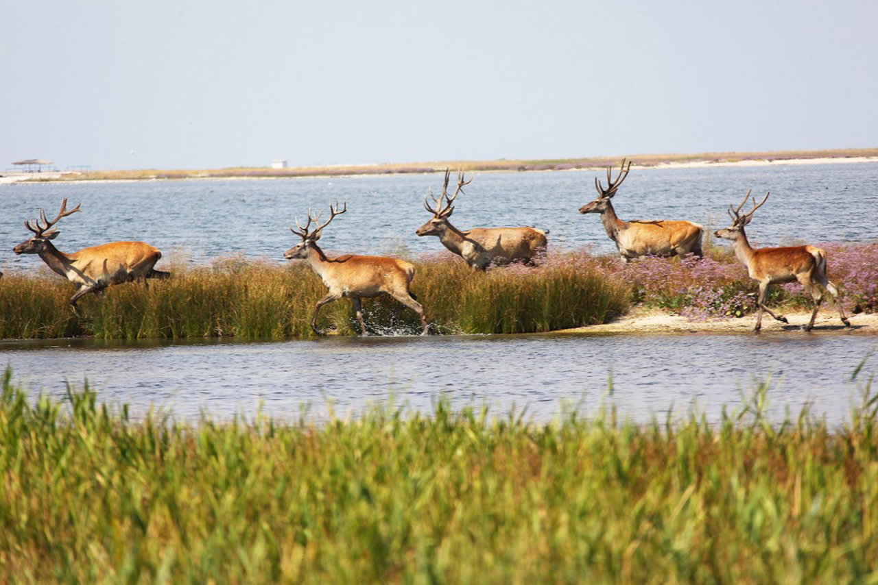 Byriuchyi Island, Henichesk