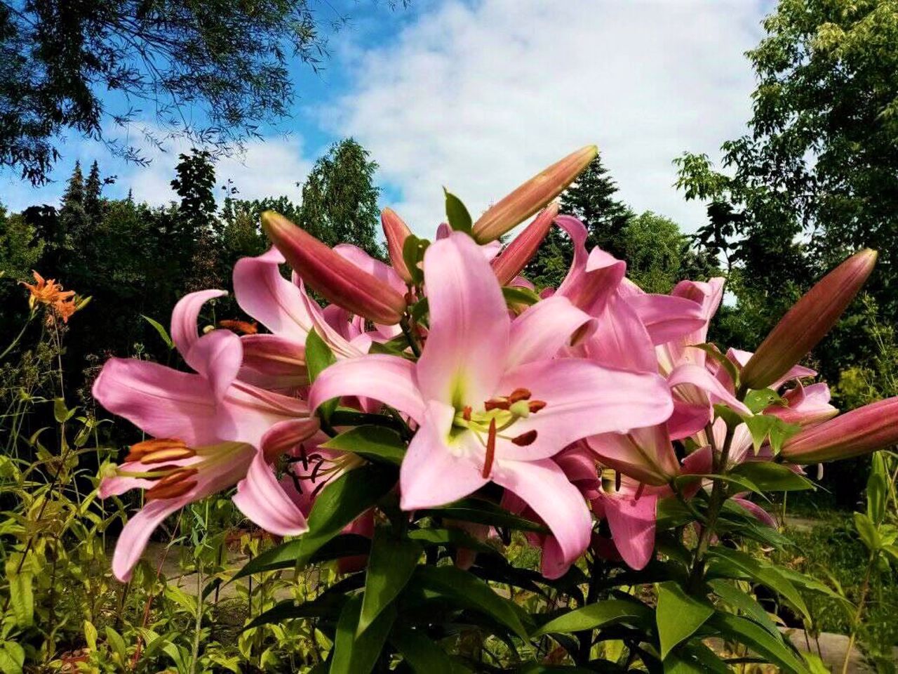 Syretsky Arboretum, Kyiv