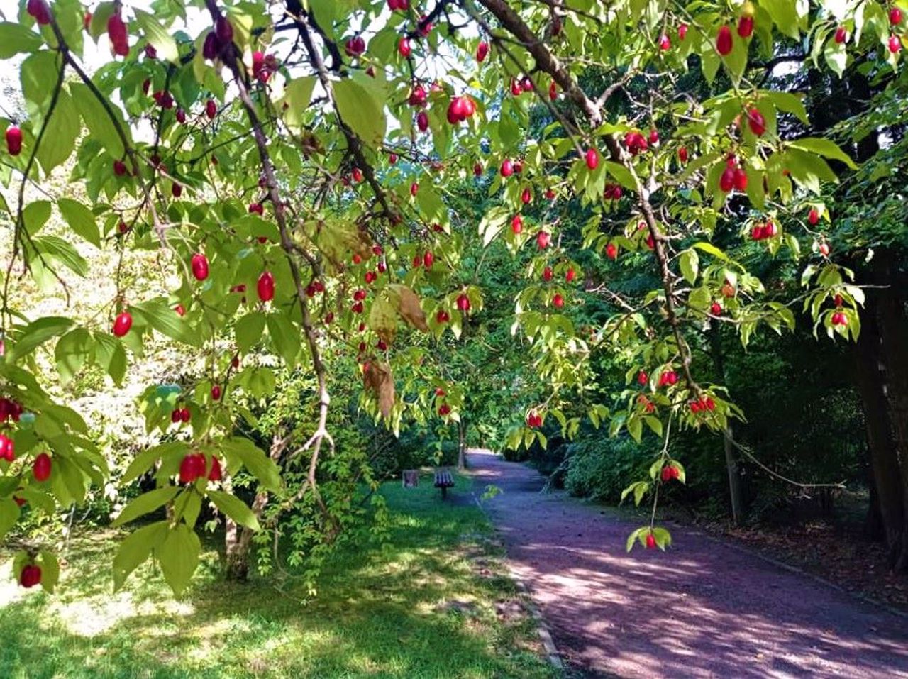 Syretsky Arboretum, Kyiv