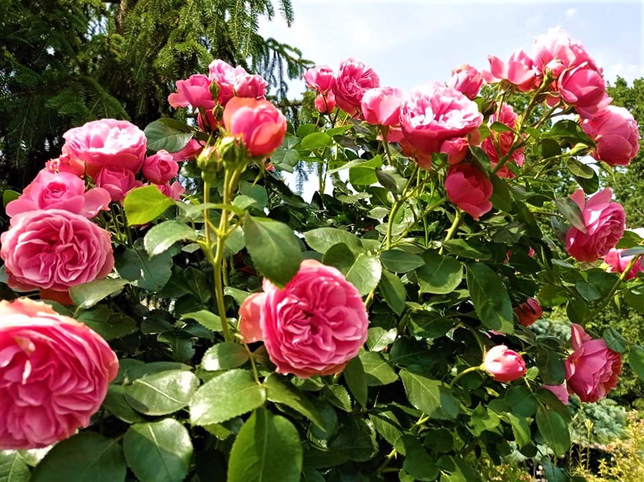 Syretsky Arboretum, Kyiv