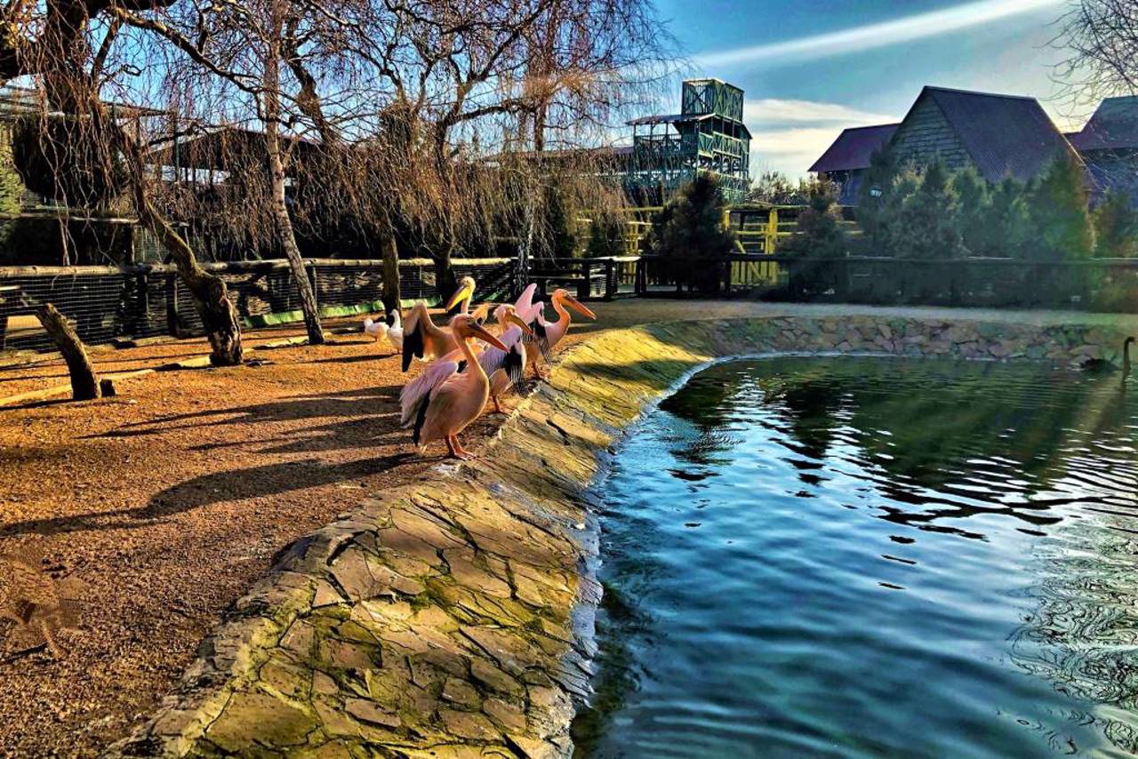 Safari Zoo, Berdiansk