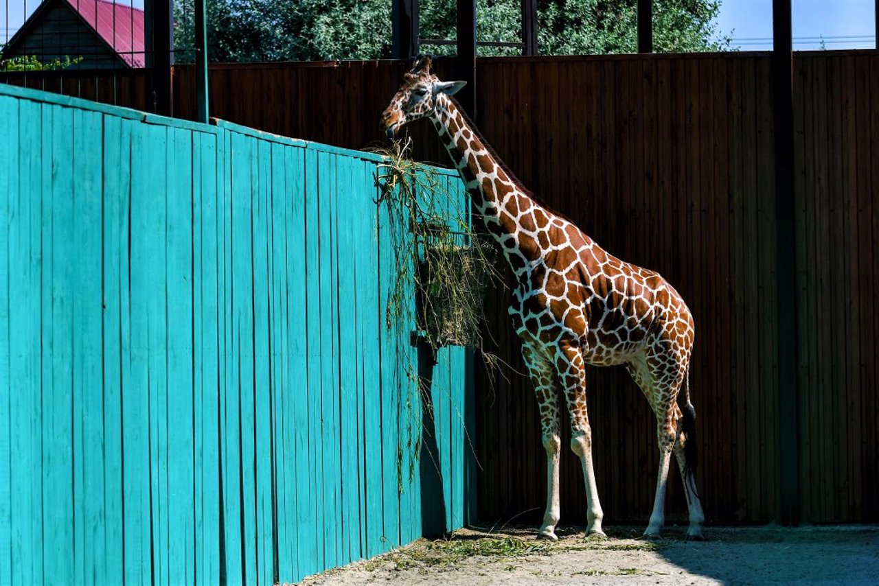 Safari Zoo, Berdiansk