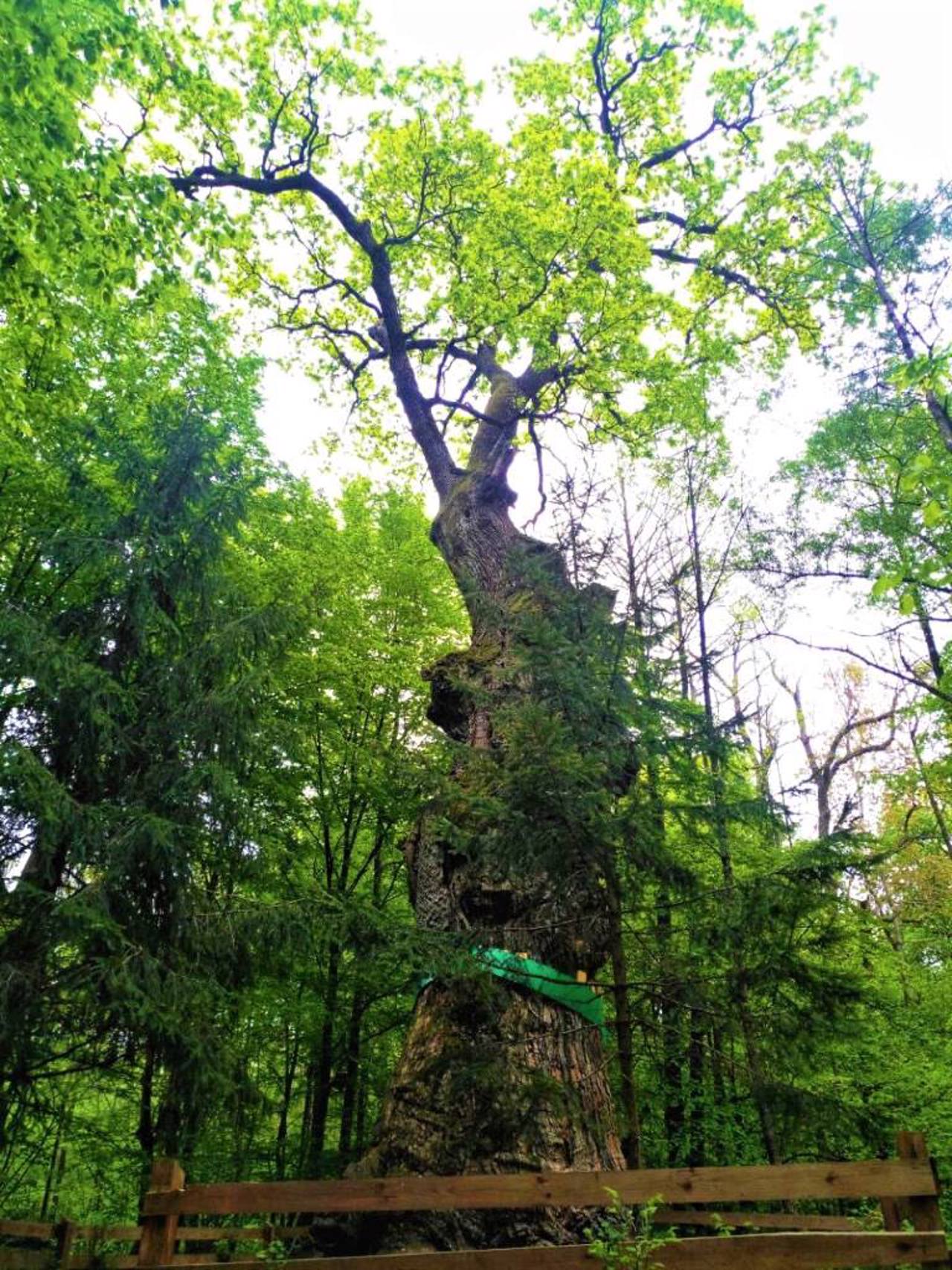 Yuzefinsky Oak, Hlynne
