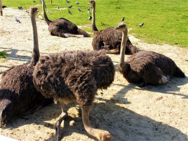 Ostrich farm "Bilaky", Sambir