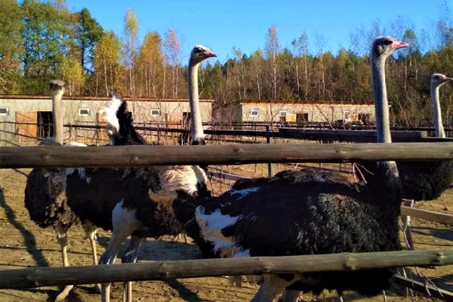 Ostrich farm "Savanna", Lovahy