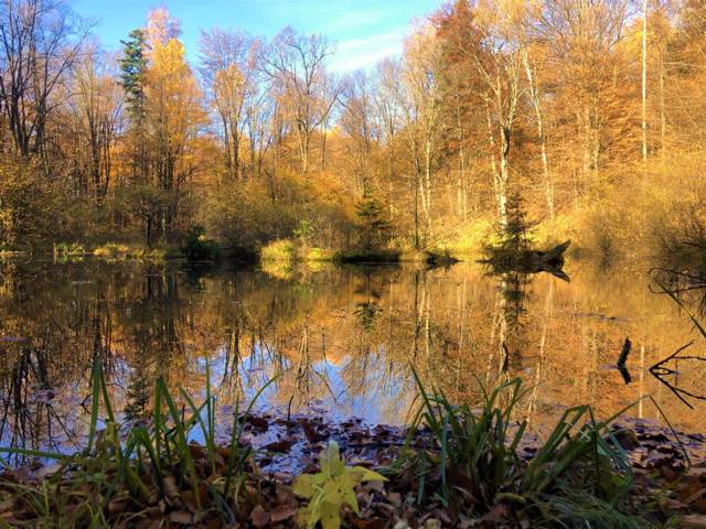 Lebedyn Lake, Sheshory