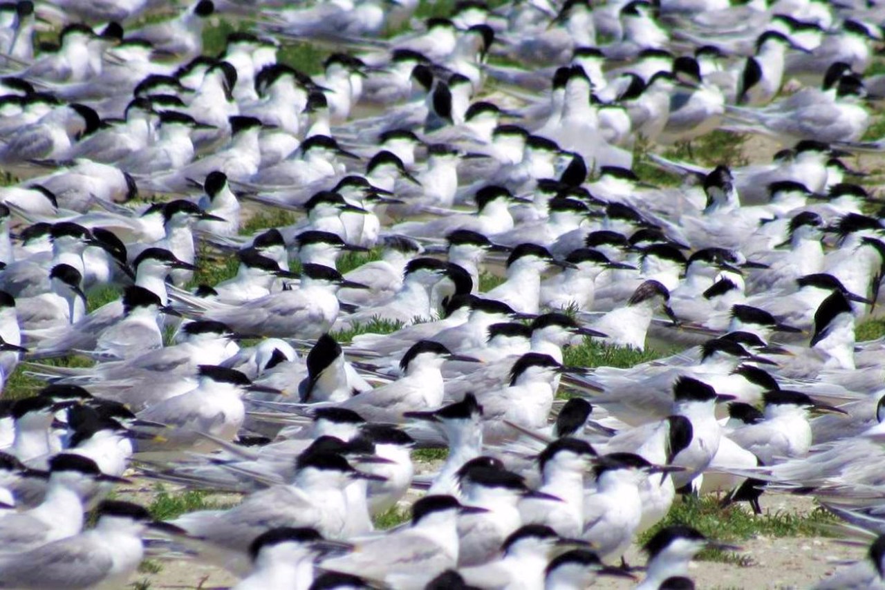 Meotida National Nature Park, Novoazovsk