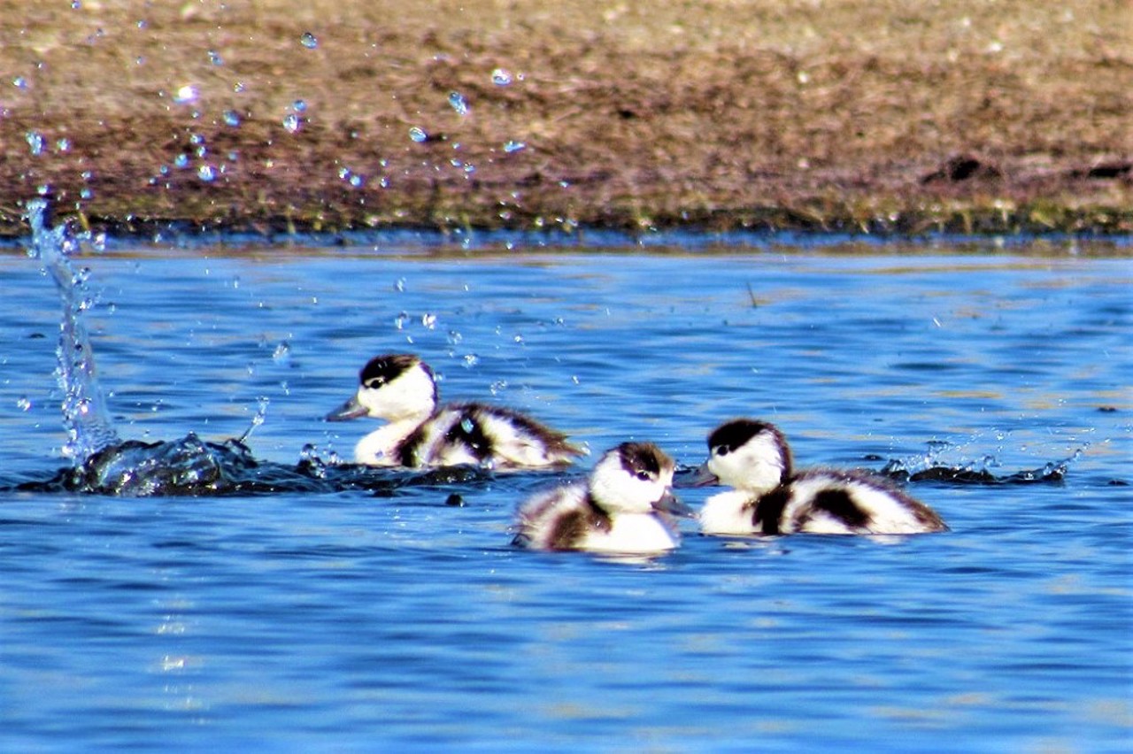 Meotida National Nature Park, Novoazovsk