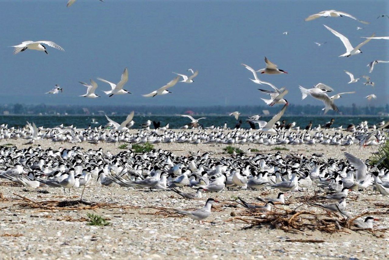 Meotida National Nature Park, Novoazovsk