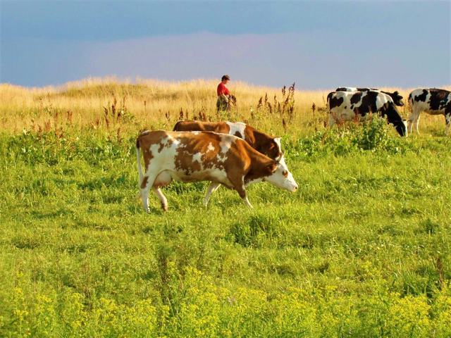 Farm "Kyilivska Askania", Kyiliv