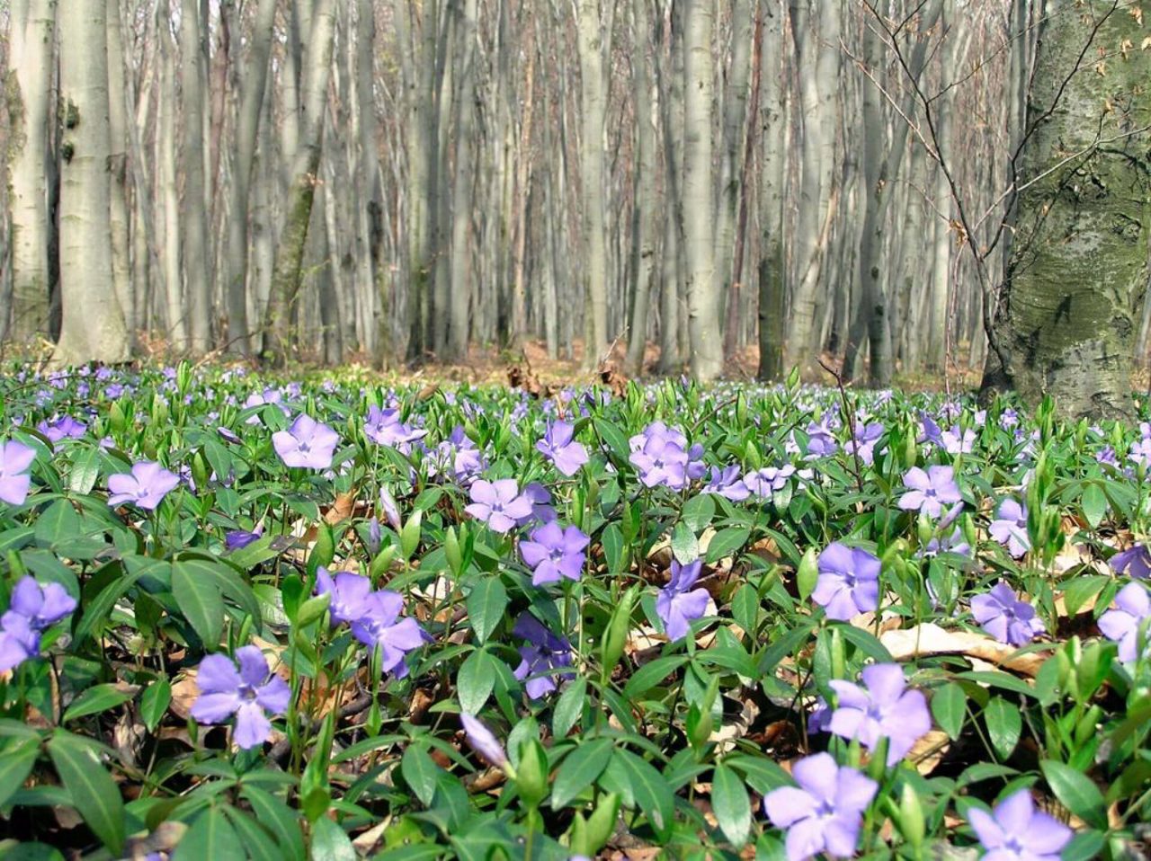 Yavoriv National Natural Park