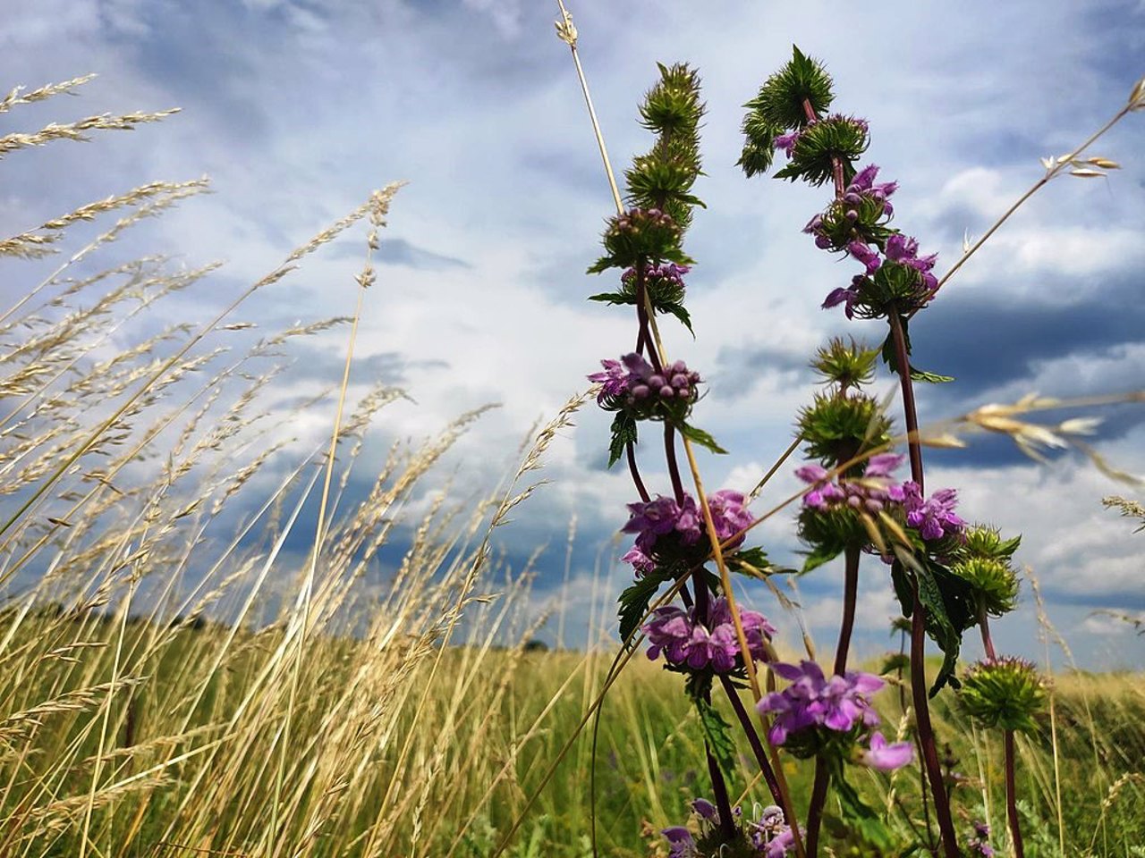 Michael's Virgin Land Reserve, Velyki Luky