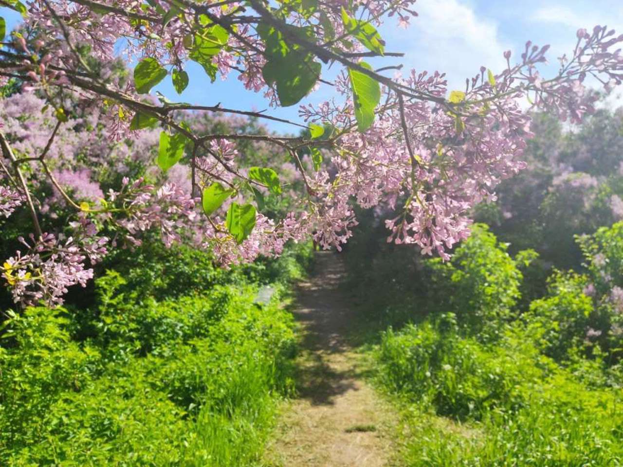 Lilac Grove, Dykanka