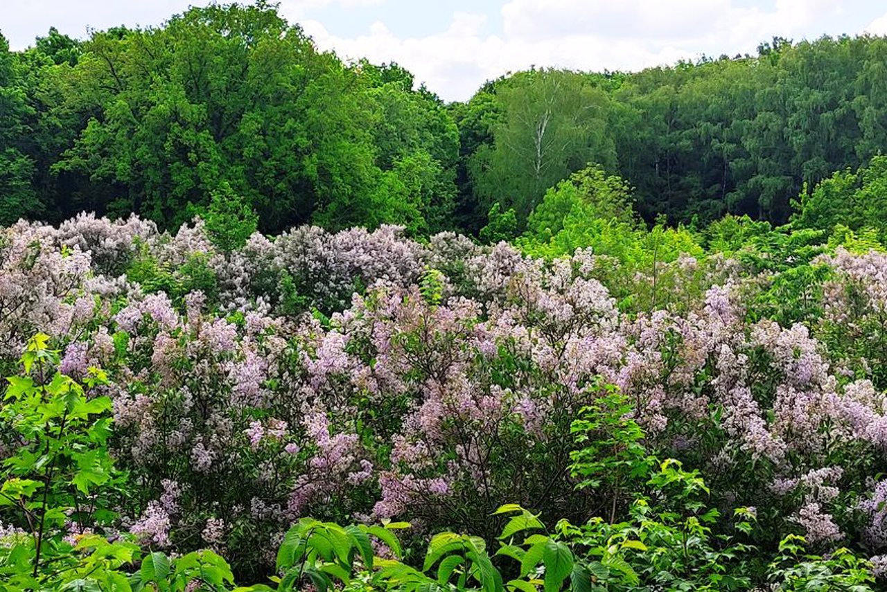 Lilac Grove, Dykanka