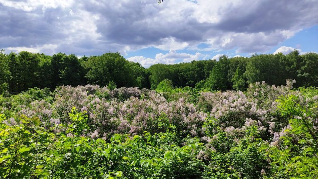 Lilac Grove, Dykanka