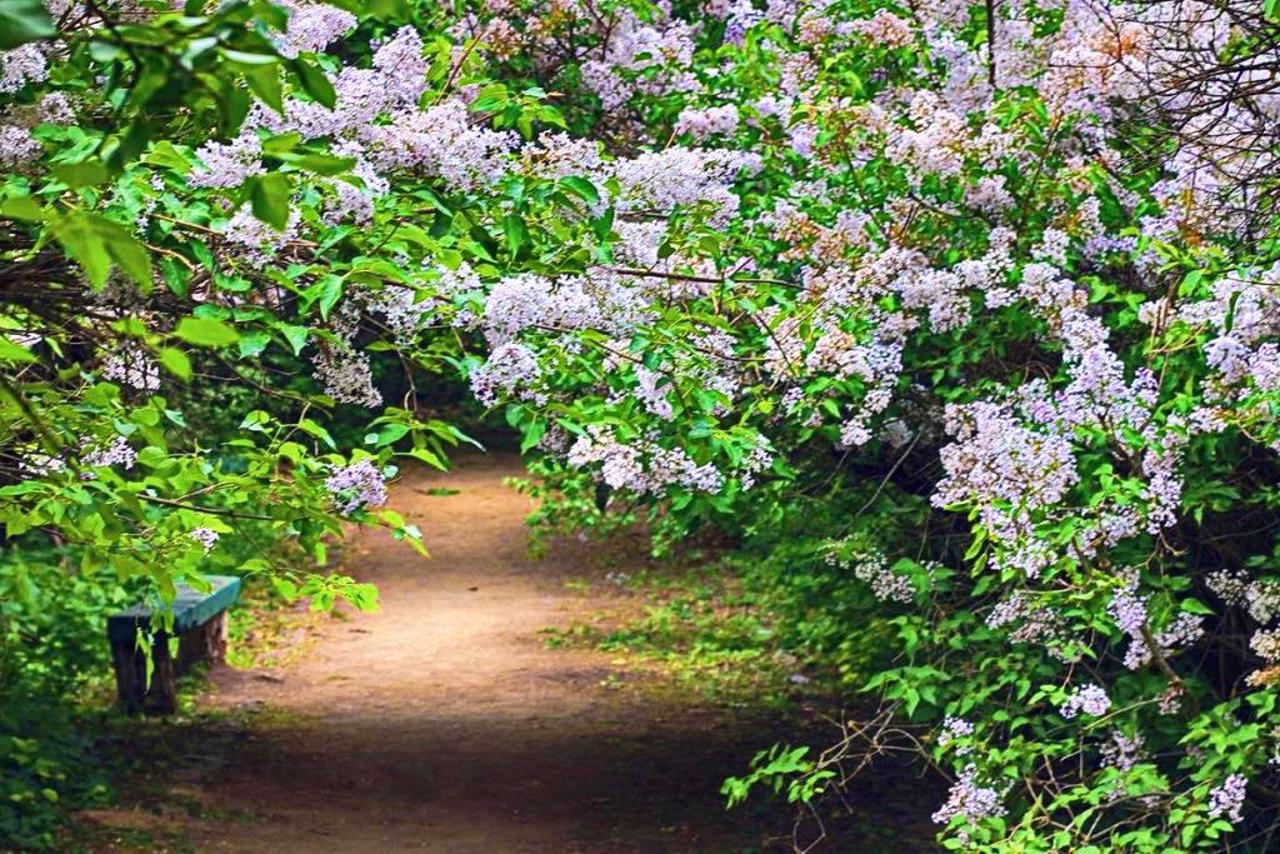 Lilac Grove, Dykanka