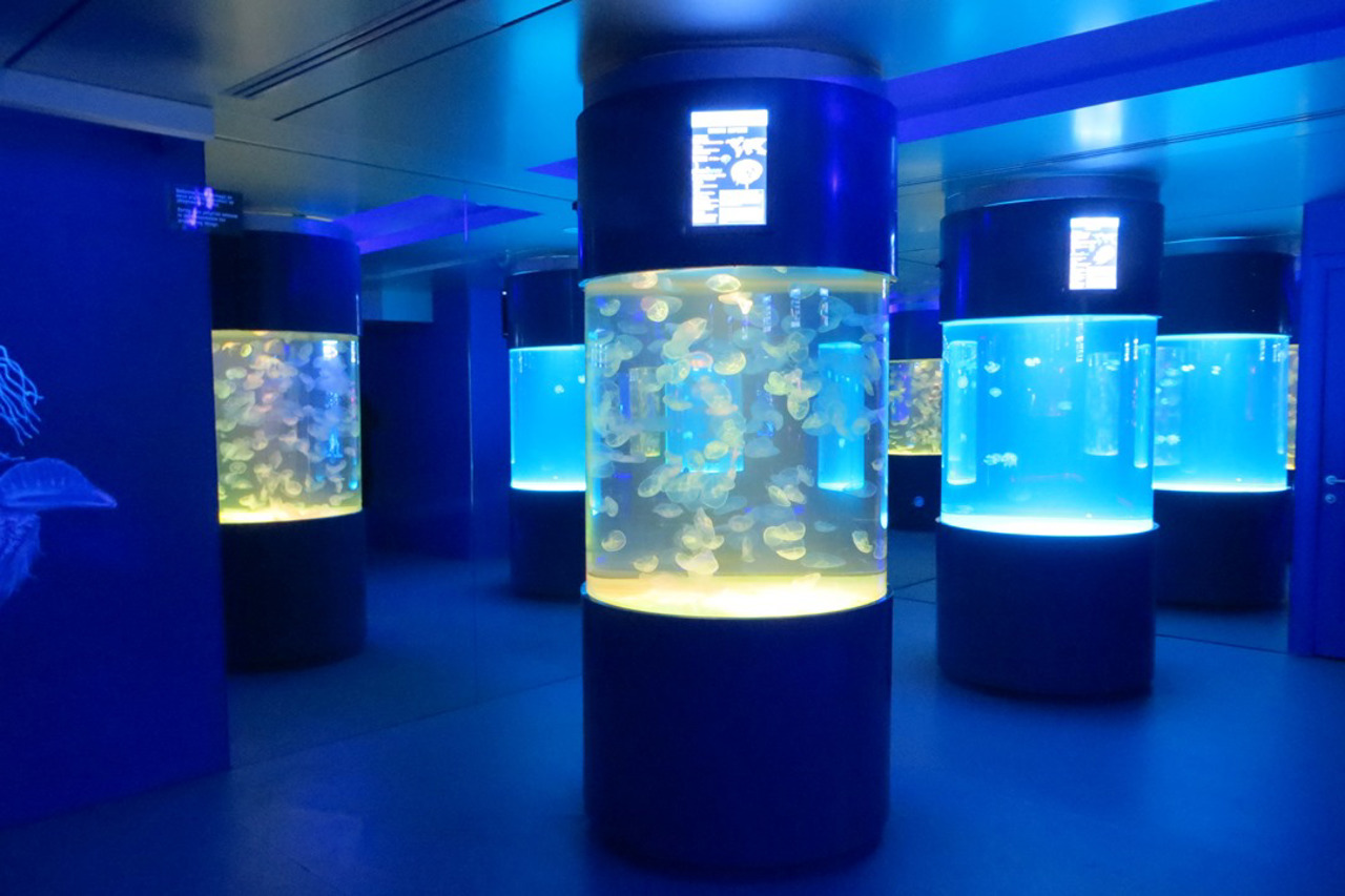 Jellyfish Museum, Kyiv