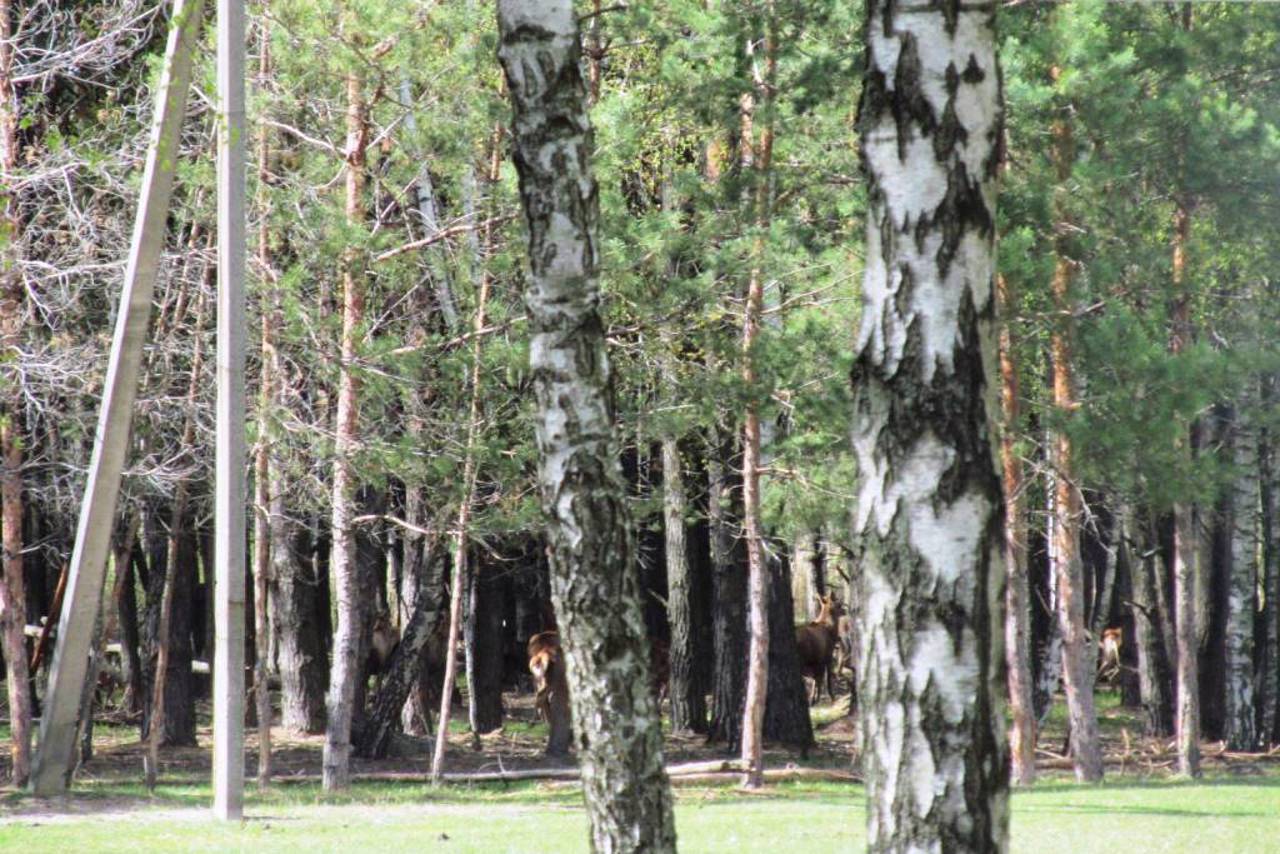 National Nature Park "Dniprovsko-Teterivskyi", Sukholuchchia