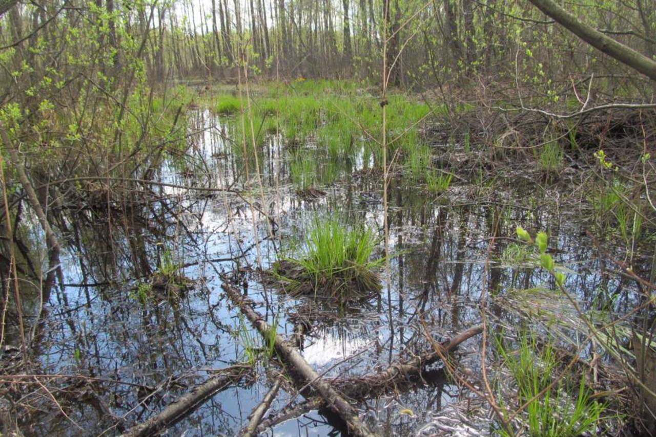 National Nature Park "Dniprovsko-Teterivskyi", Sukholuchchia