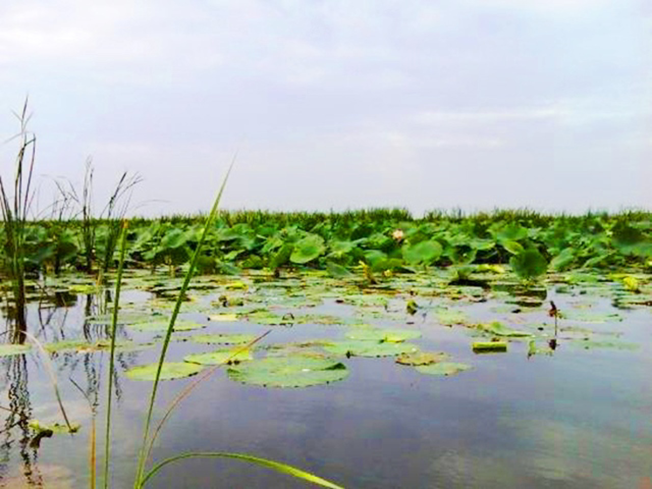 Kryvokosky estuary, Sedove