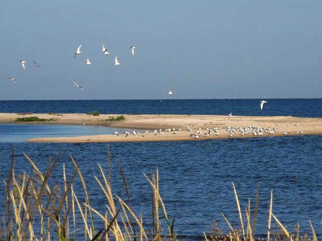 Kryvokosky estuary, Sedove