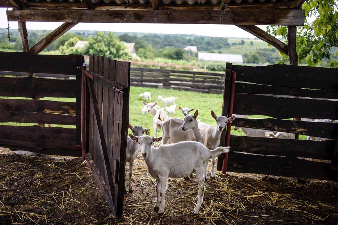 Dooobra Farm, Ivky