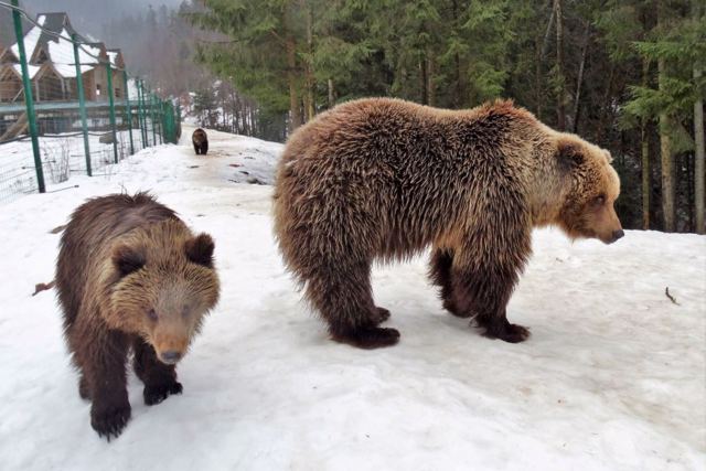 Brown Bear Rehabilitation Center, Synevyr