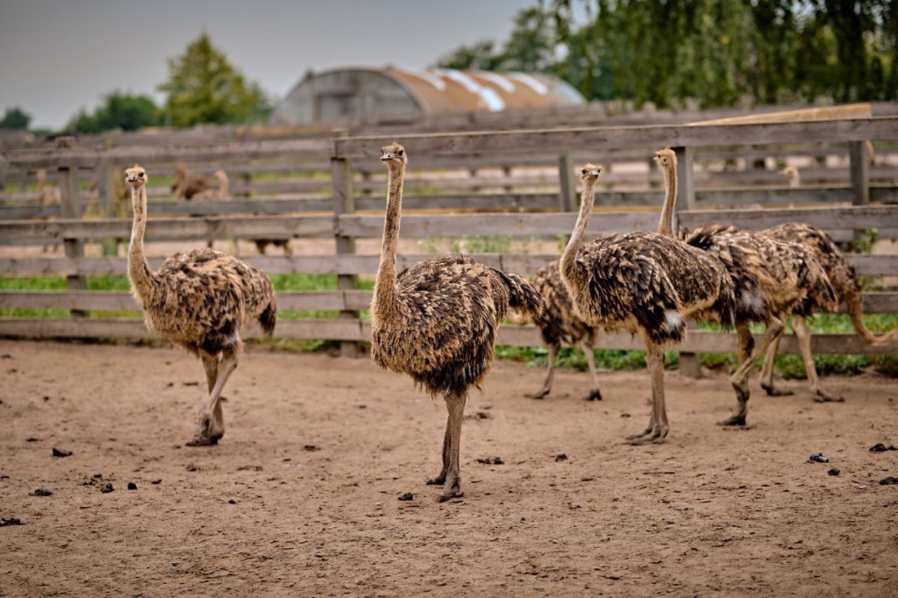 "Yasnohorodka" Family Ecopark