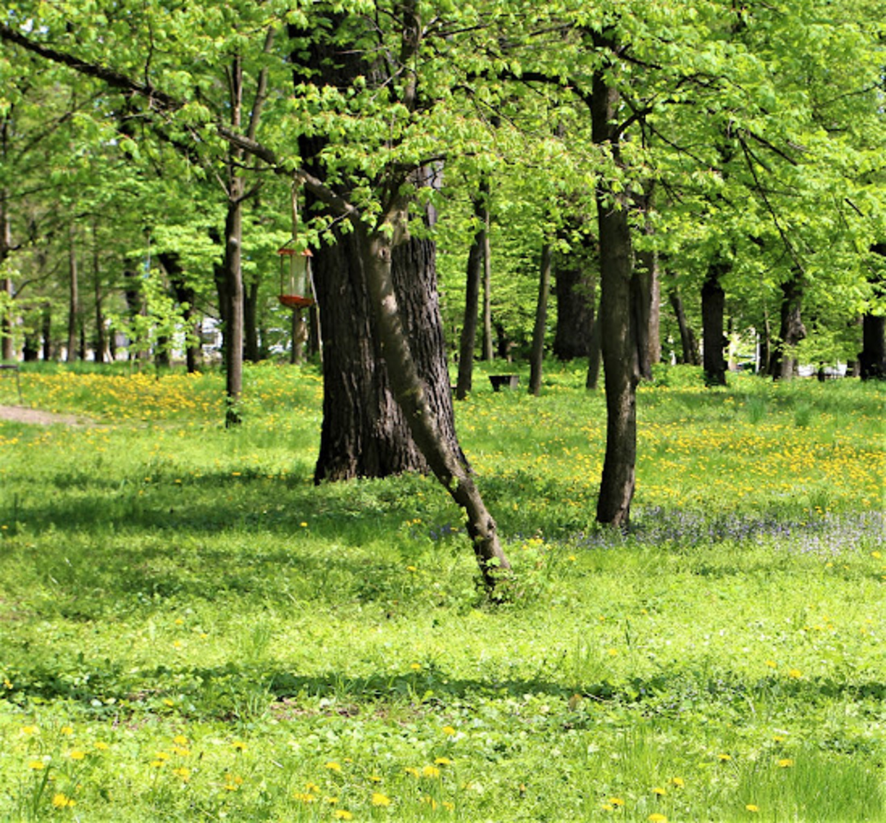 Залещицкий парк, Залещики