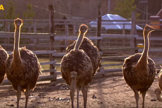 Syniava Ostrich Farm