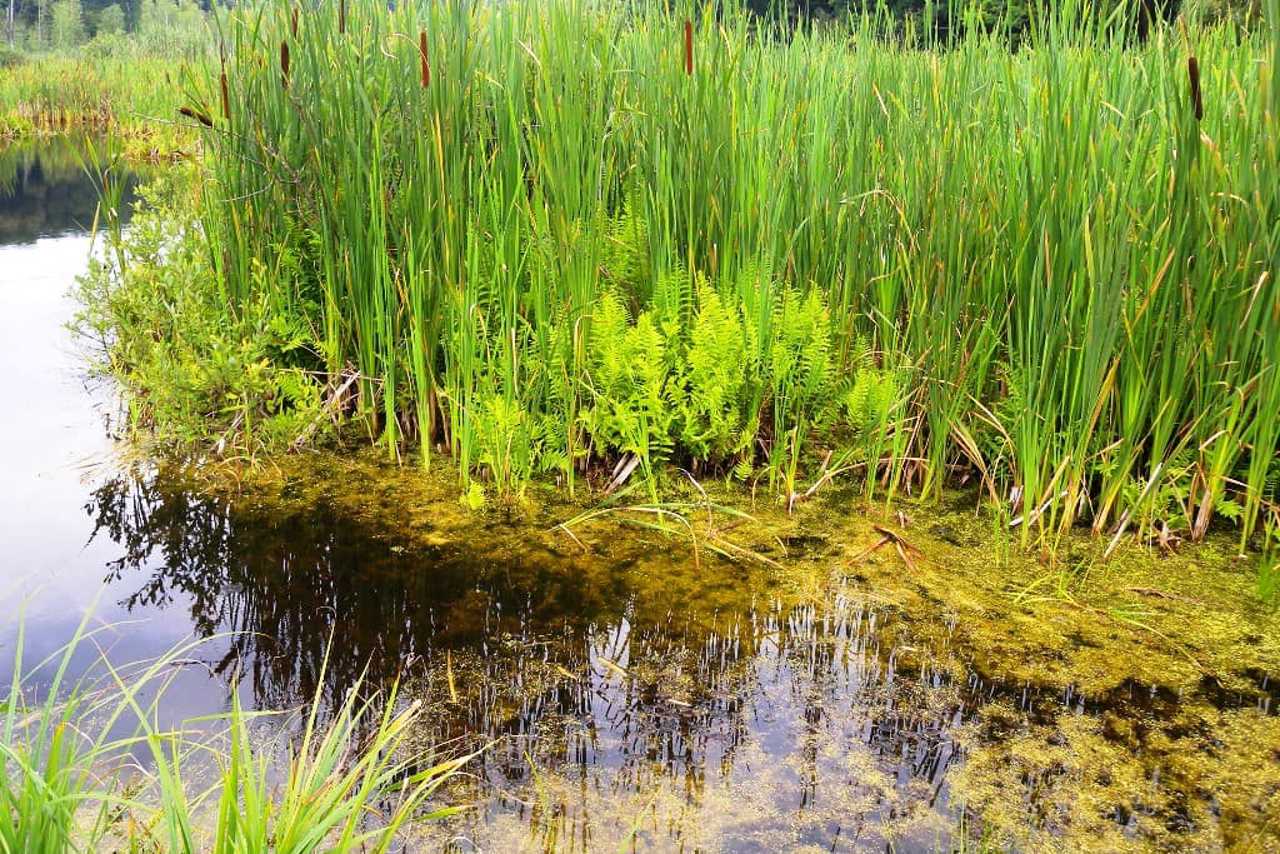 Black (Berestuvate) Lake, Bohdanivka