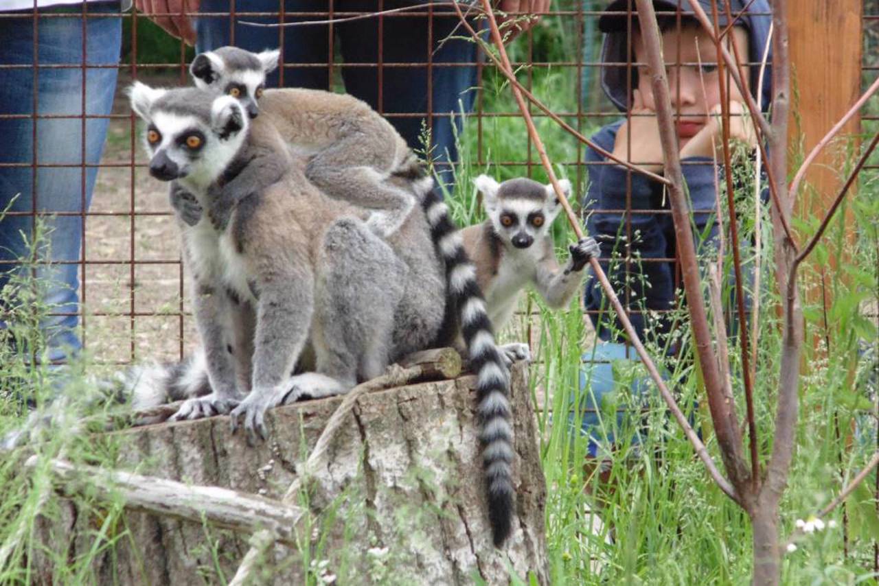 Lutsk Zoo